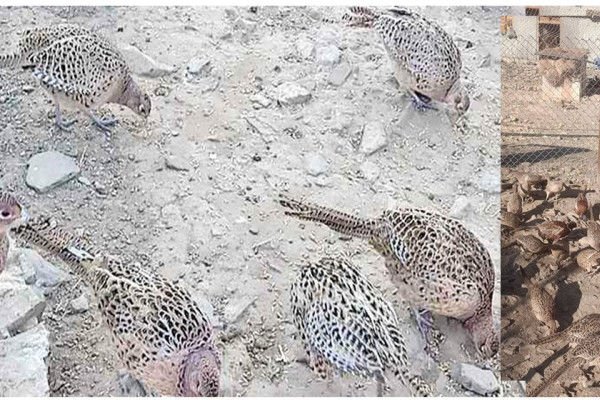 उपाध्यक्षबाट पंक्षीपालक बनिन् गंगा